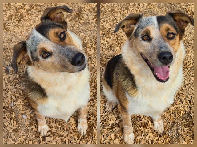 Photo of Chloe, adoptable Queensland Heeler mix in Albuquerque, New Mexico