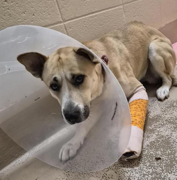 Photo of Vc-12 Chai, adoptable Shepherd cross in Lawrenceville, Georgia