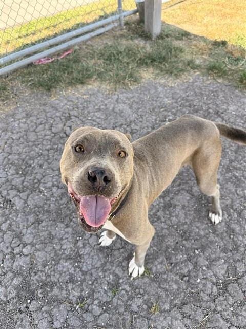 Photo of Tungsten, adoptable American Staffordshire Terrier in Corpus Christi, Texas