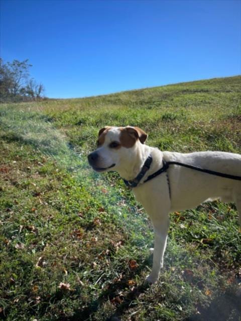 Photo of Puzzle, adoptable Beagle in Derwood, Maryland