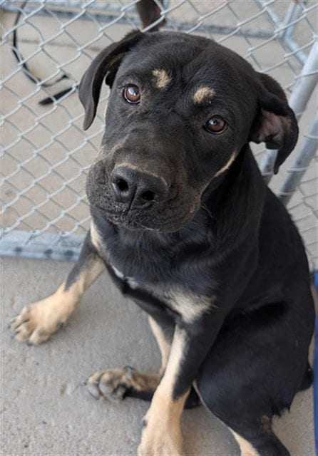 Photo of Zora, adoptable Rottweiler in Bakersfield, California