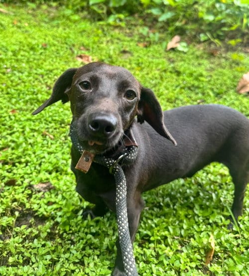 Photo of Storm, adoptable Dachshund in Luquillo, Puerto Rico