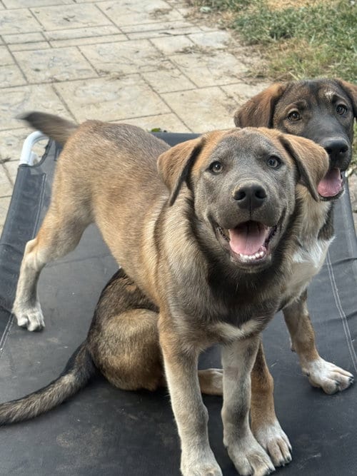 Photo of Willie Nelson, adoptable Australian Cattle Dog/Blue Heeler in Fenton, Missouri