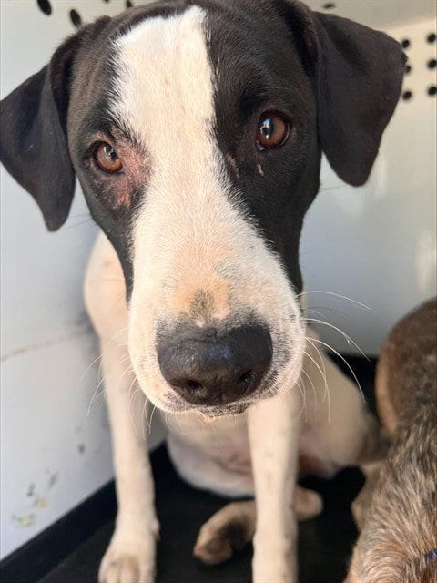 Photo of Oreo, adoptable German Shepherd Dog in Bakersfield, California