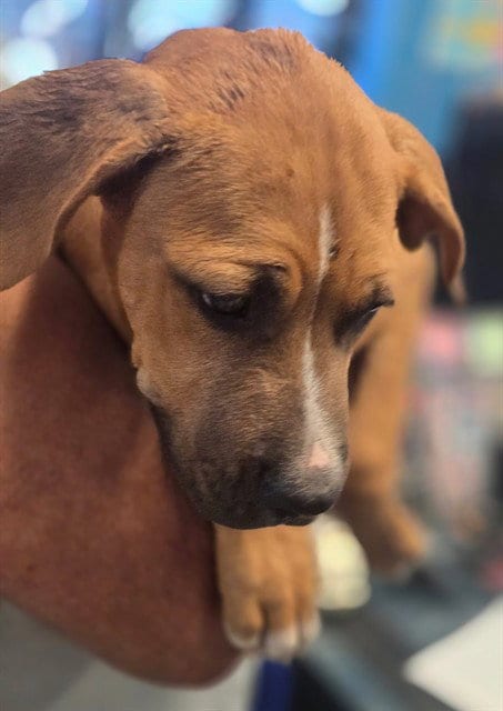 Photo of A171085, adoptable Labrador Retriever in Bakersfield, California