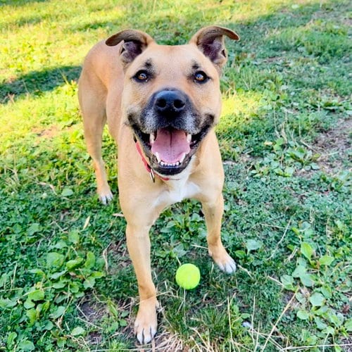 Photo of Bubs, adoptable German Shepherd Dog in Oakland, California