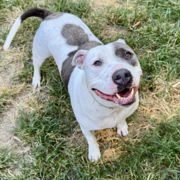 Photo of Astro, adoptable Staffordshire Bull Terrier mix in Houston, Texas