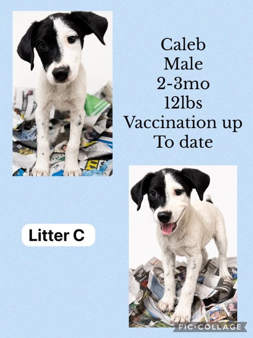 Photo of Caleb, adoptable Spaniel in Virginia Beach, Virginia