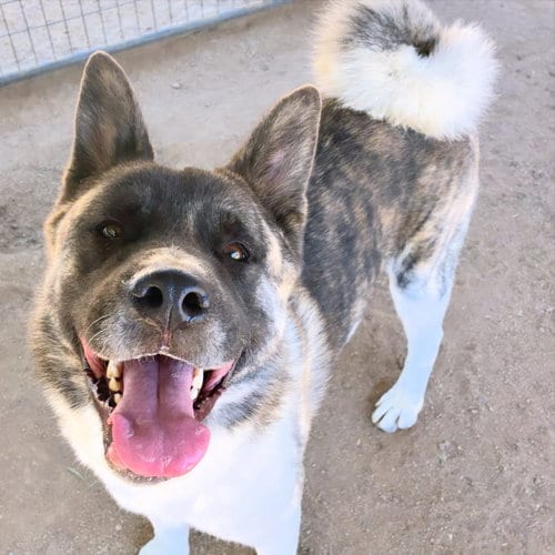 Photo of Provolone, adoptable Akita in Romoland, California