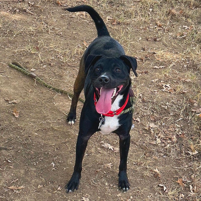 Photo of Trixie, adoptable Mixed Breed (Small) in Chattanooga, Tennessee