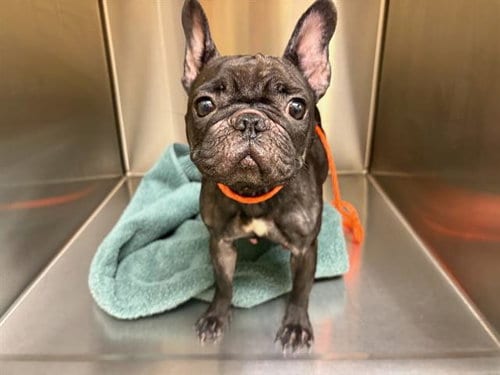 Photo of Ellie, adoptable French Bulldog in Orange, California