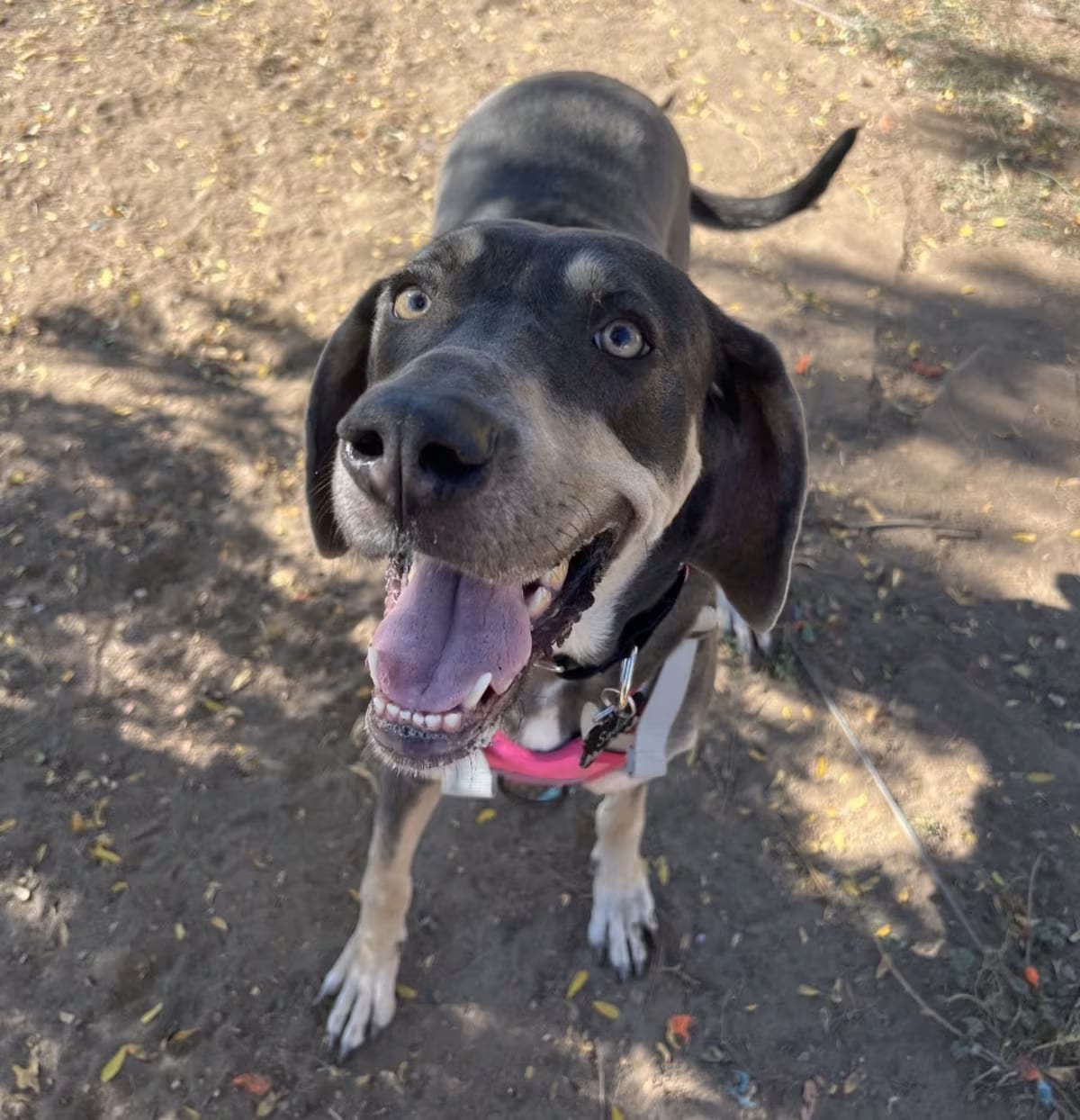 Photo of Sadie, adoptable Great Dane/Weimaraner in Fort Collins, Colorado