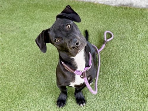 Photo of Danny Zuko, adoptable Pit Bull Terrier in Los Angeles, California