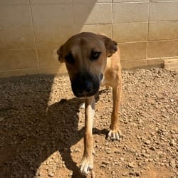 Photo of Vanna 7239, adoptable Shepherd (Unknown Type) Mixed Breed (Medium) in Loxahatchee, Florida