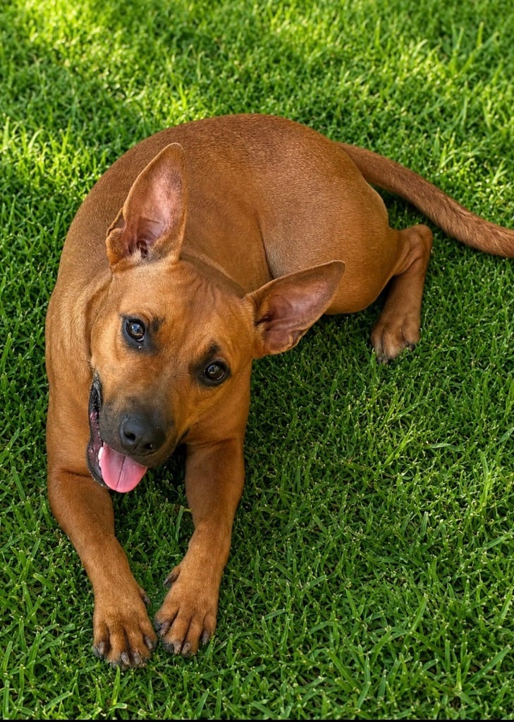 Photo of Paige, adoptable Mixed Breed in Ocala, Florida
