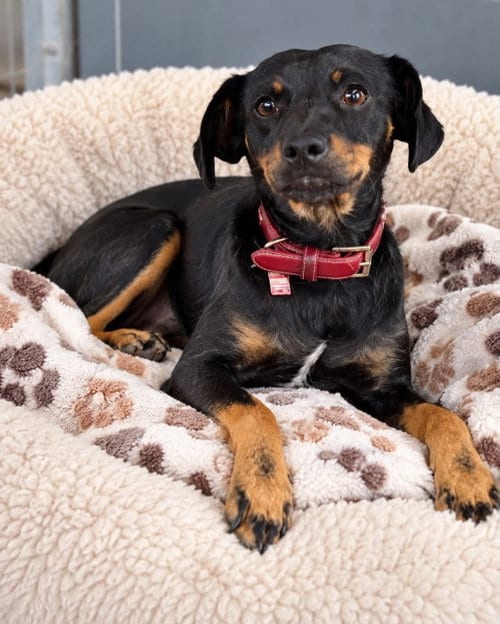 Photo of Tonka, adoptable Miniature Pinscher in MIDWAY, Utah