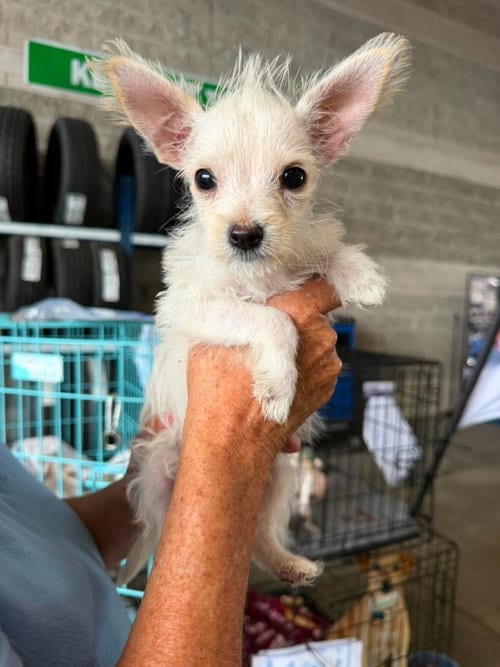 Photo of Chase, adoptable Poodle (Miniature) in Inglewood, California