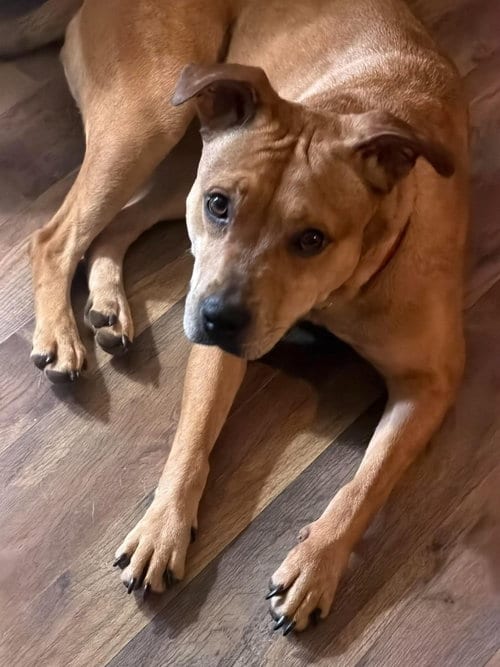 Photo of Pillow, adoptable Catahoula Leopard Dog in Germantown, Ohio