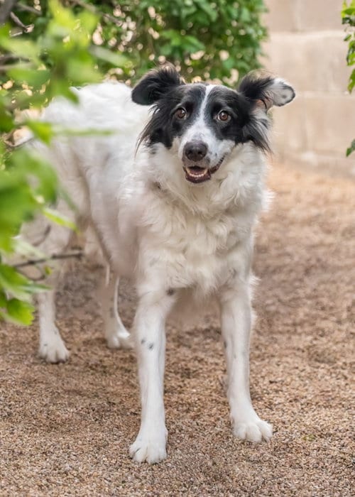Photo of Rose, adoptable Border Collie in Scottsdale, Arizona