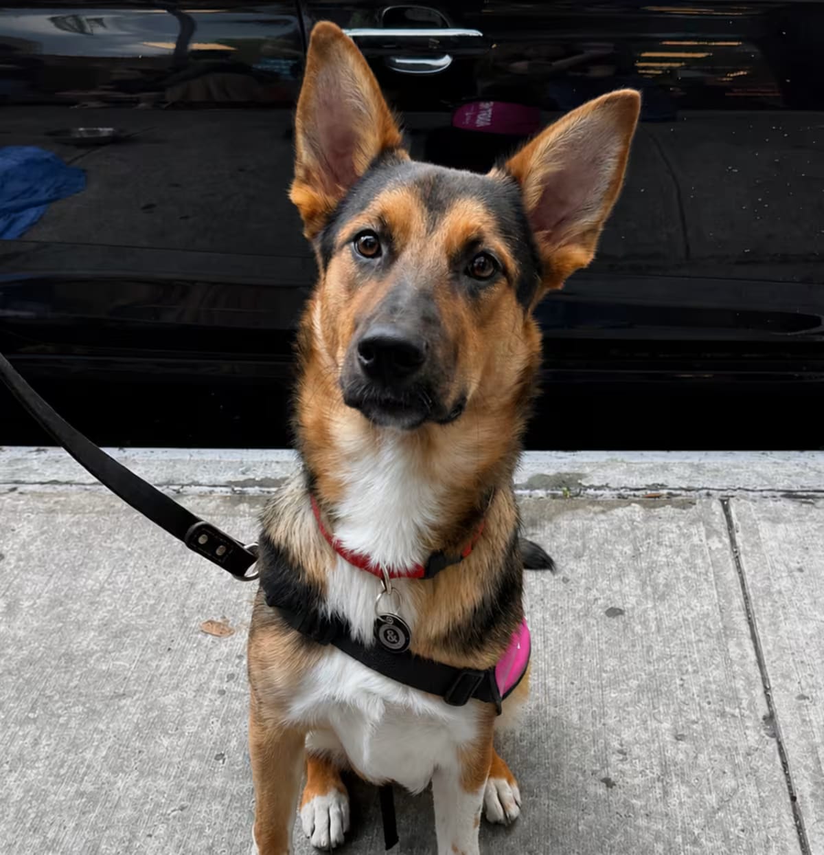 Photo of Sherri Ann, adoptable German Shepherd Dog/Mixed Breed (Medium) in New York, New York