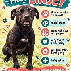 Photo of Linsey, adoptable Labrador Retriever in Roswell, Georgia