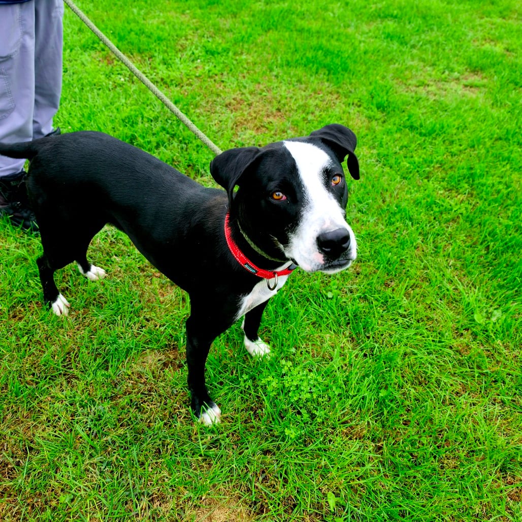 Photo of Rio, adoptable Boxer / Terrier, Pit Bull in Tipton, Iowa