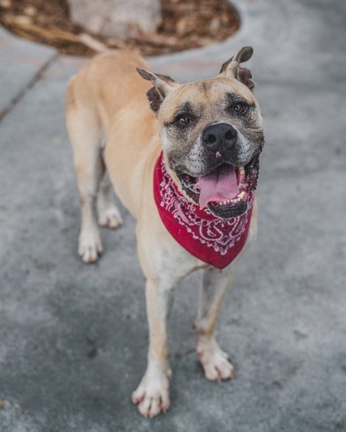 Photo of Kane, adoptable American Bulldog in Miami, Florida