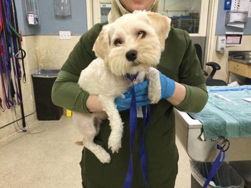Photo of Apollo, adoptable Shih Tzu in Riverside, California
