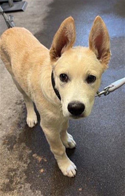 Photo of Goose, adoptable German Shepherd Dog in Sacramento, California