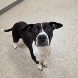 Photo of Neenah, adoptable American Pit Bull Terrier Mixed Breed (Medium) in Chatham, Virginia