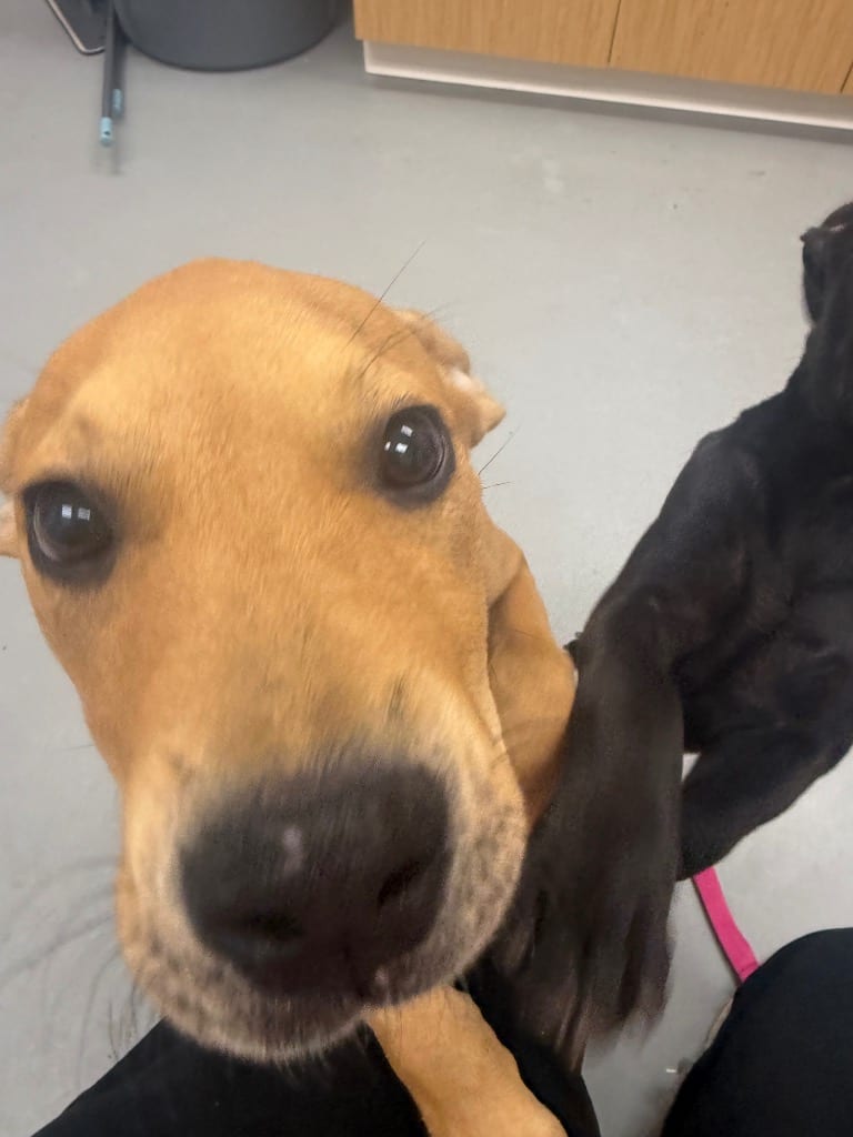 Photo of Hosanna (Hx2), adoptable Labrador Retriever in Hartsville, South Carolina