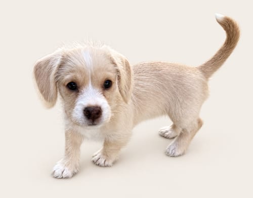 Photo of Shop: Macys, adoptable Maltese in Romoland, California