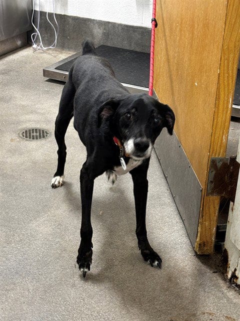 Photo of Frank, adoptable Labrador Retriever in Forestville, Maryland