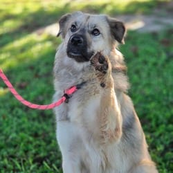 Photo of Fancy JuM, adoptable Mixed Breed (Medium) in Richfield, Minnesota