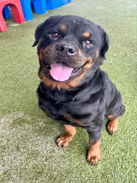 Photo of Sammy, adoptable Rottweiler in Miami, Florida