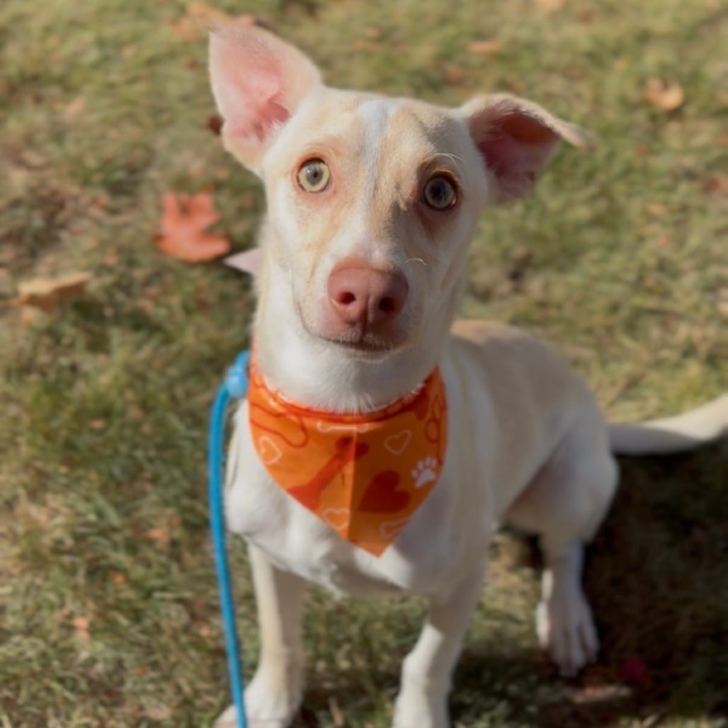 Photo of Kipper, adoptable Dachshund / Chihuahua in Newberg, Oregon