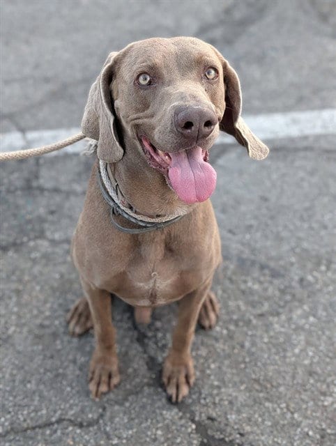 Photo of Grayson, adoptable Weimaraner in Baldwin Park, California