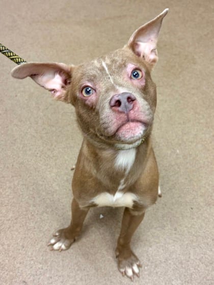 Photo of Alberto, adoptable dog in Chamblee, Georgia