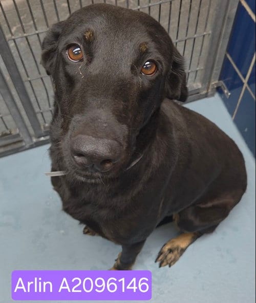 Photo of Arlin, adoptable Labrador Retriever in Houston, Texas