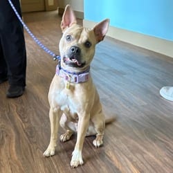 Photo of Brandi 2768, adoptable Terrier (Unknown Type, Medium) in Loxahatchee, Florida