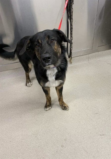 Photo of Slim, adoptable Australian Shepherd in Fairbanks, Alaska