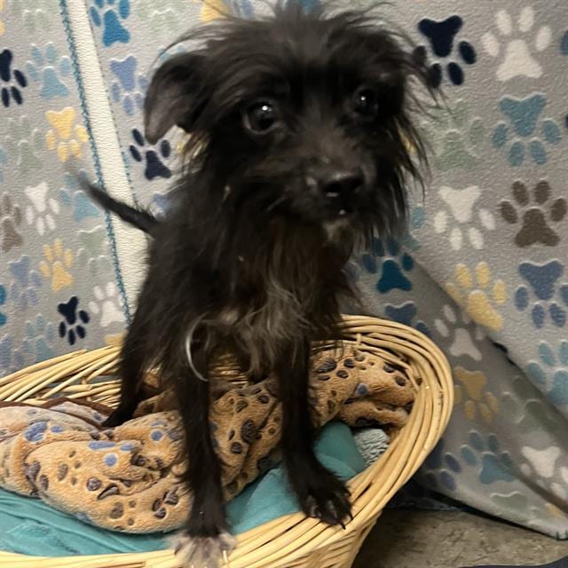Photo of Animal, adoptable Scottish Terrier and Chihuahua - Smooth Coated in Rosenberg, Texas