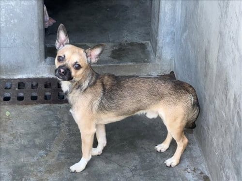 Photo of Freedom, adoptable Chihuahua in Chatsworth, California