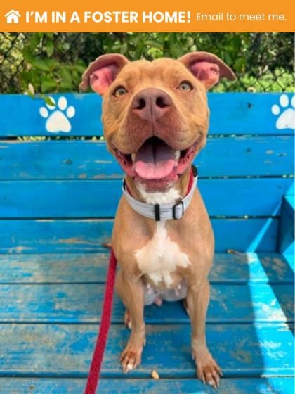 Photo of Belladonna, adoptable dog in Baltimore, Maryland