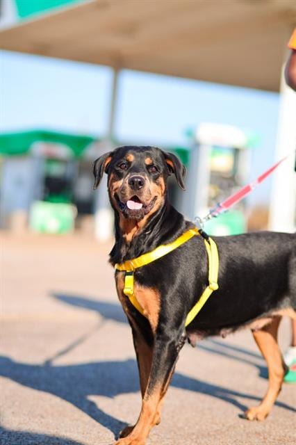 Photo of Roxy, adoptable Mixed Breed