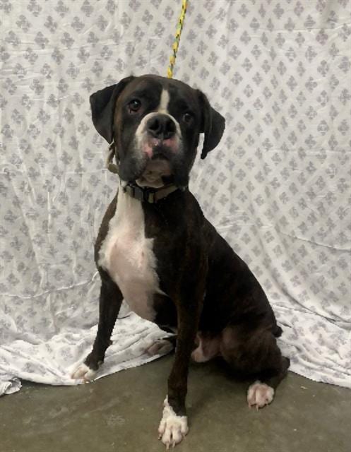 Photo of Blix, adoptable Boxer in Rosenberg, Texas
