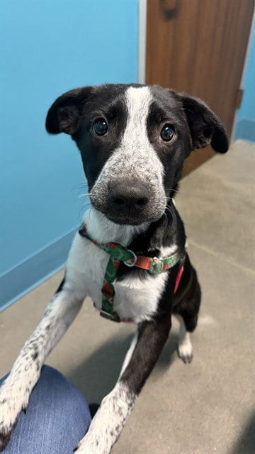 Photo of Basin, adoptable Australian Cattle Dog/Blue Heeler in Houston, Texas