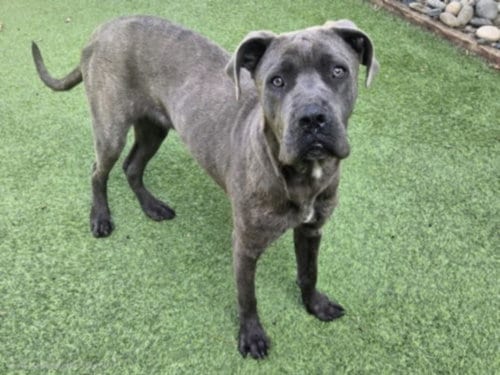 Photo of Topo, adoptable Cane Corso Mastiff in Van Nuys, California
