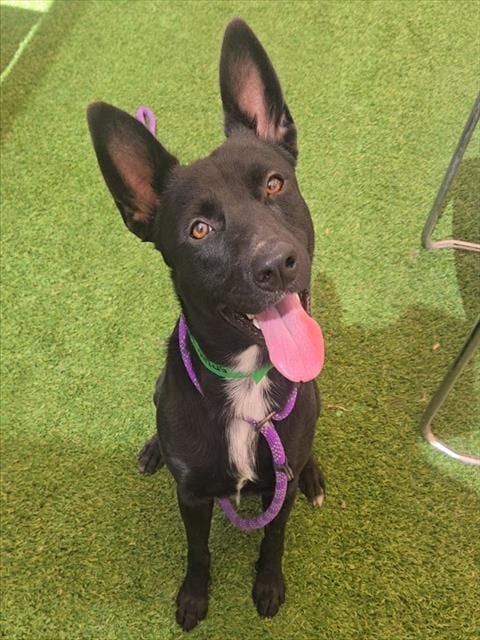 Photo of Trophy, adoptable Australian Kelpie in Phoenix, Arizona