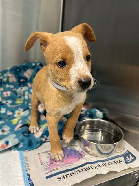 Photo of Cinnamon Roll, adoptable Chihuahua in Lancaster, California